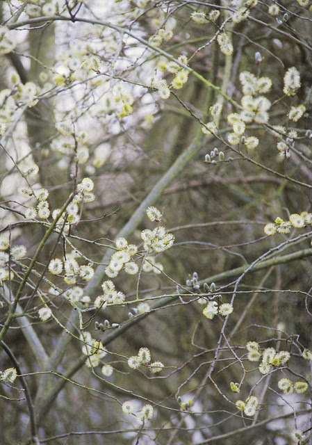Pussywillow