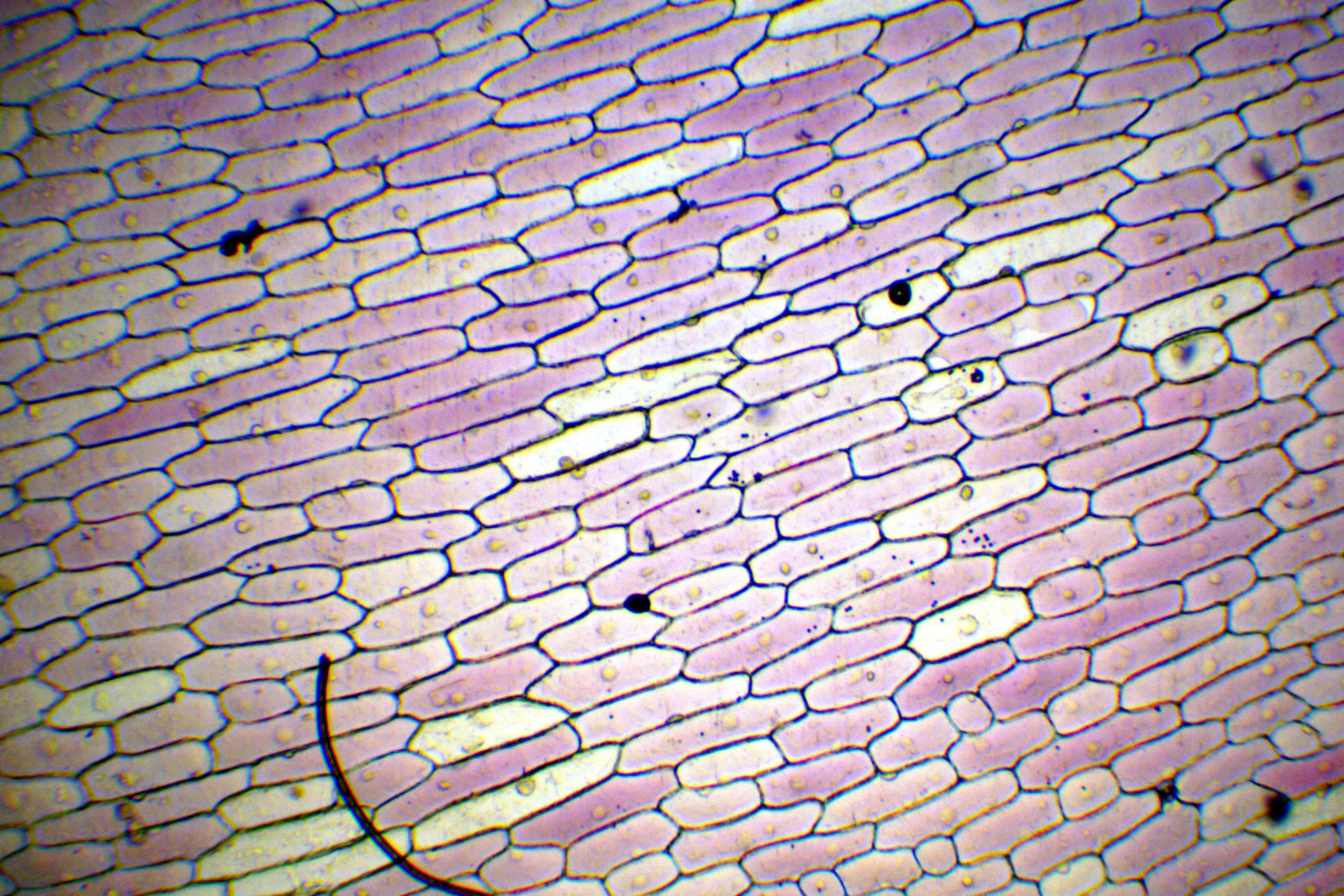 Onion cells under microscope with labels