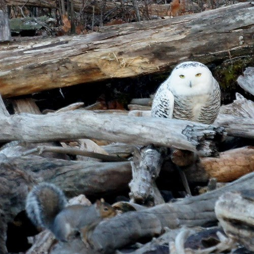 Snowy Owl & Squirrel