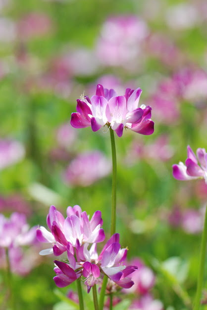 レンゲの花 写真共有サイト フォト蔵