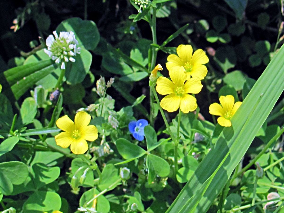 Weeds photo IMG_7571a_zpsc6217269.jpg