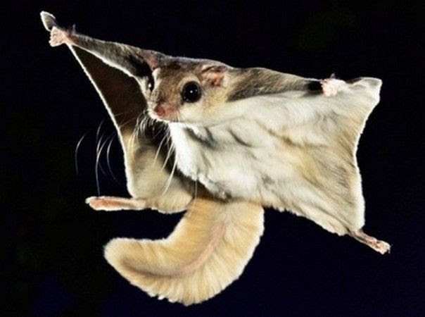 Le Polatouche Ecureuil Volant D Amerique