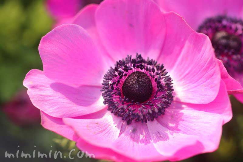 アネモネの花言葉 誕生花 ピンクのアネモネの写真 みみみんブログ