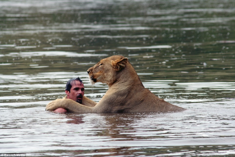 White Lion Animal Facts. Learning lion paddle: Animal