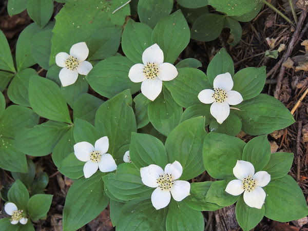 dogwood