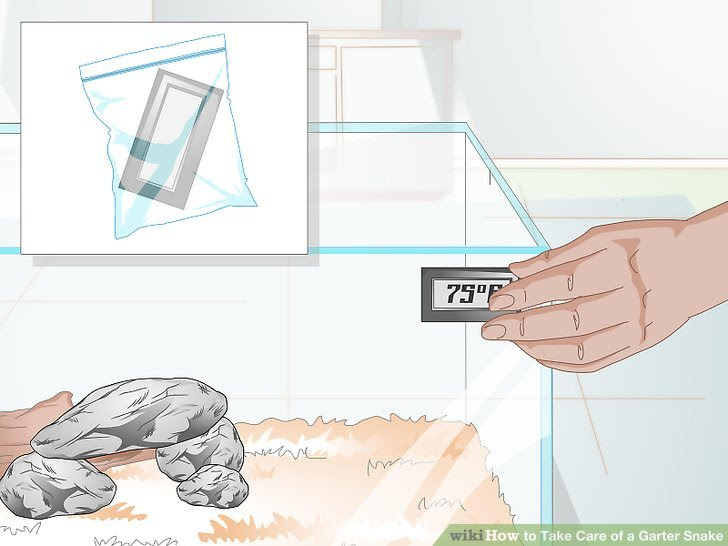 Take Care of a Garter Snake Step 6 Version 3.jpg