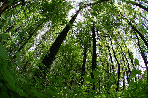 View from the forest floor