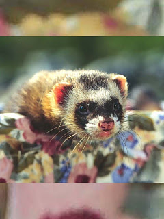 ハムスター ウサギなど タヌキ模様のフェレット の待ち受け画像 壁紙 動物 パラダイス