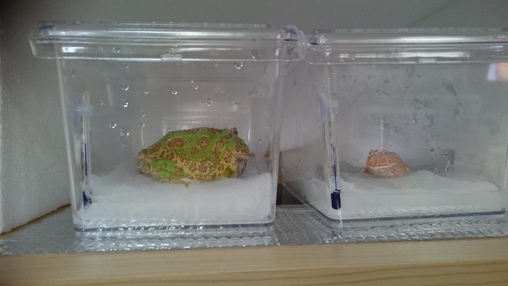 特集 カエルの飼い方 Repbuddy