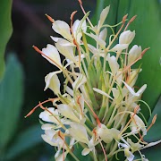 18+ Growing Ginger Plants Flowers