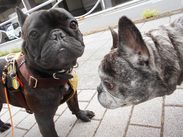 入れ歯犬 Buhi ヨーキー