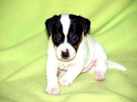 Elevage Jackrussel Blog Elevage De Jack Russel