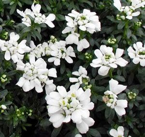 Piante perenni | 34 varietà per bordura, giardino, balcone ...
