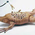 Phobia of Frogs