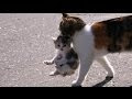 Mama Cat Carrying Baby Kittens Videos Compilation 2017
