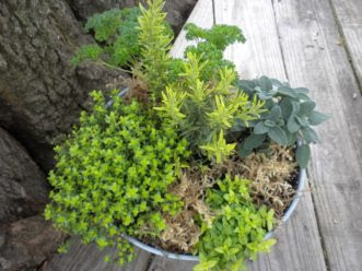 A combination of herbs can be easily grown in a container.