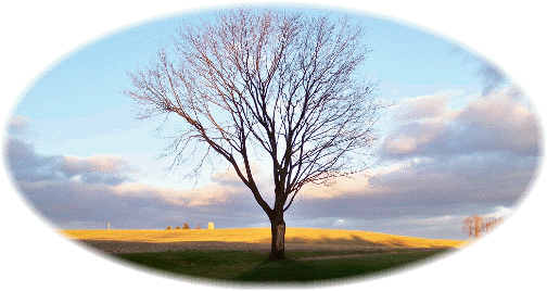 Survivor tree (photo by Nancy Martin)