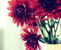 Photography Graphics