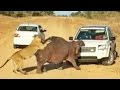 Hippo Bites Land Rover As Lion