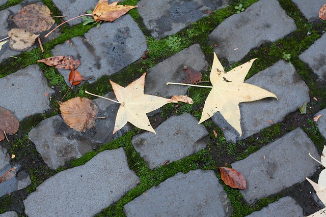 autumn 2009
