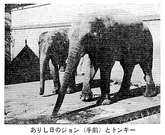 かわいそうなぞう にまつわる苦い話 読む 考える 書く