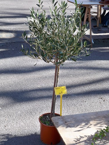 Olive tree but you would need to wait a few years for the olives.