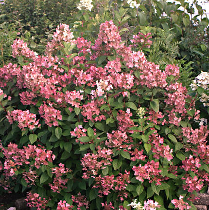 Hydrangea Trees  Gammon39;s Garden Center amp; Landscape Nursery