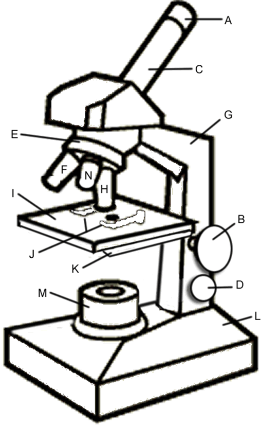 Diagram Of Microscope - ClipArt Best