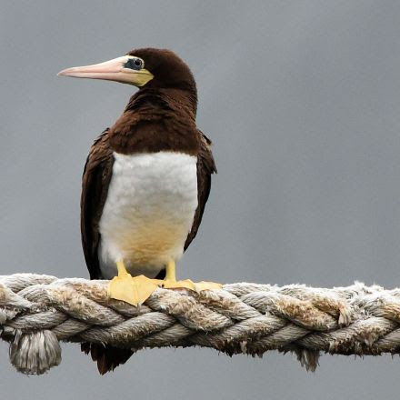 Rare Pair of Tropical Birds Take Roost in Locust Point Drawing Birdwatchers