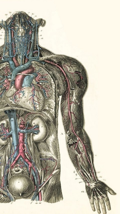 Genial Human Anatomy Wallpaper Desktop