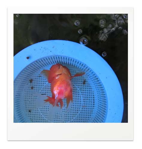 転覆病 餌を食べると浮く場合の治療法 金魚飼育マニュアル 木苺共和国