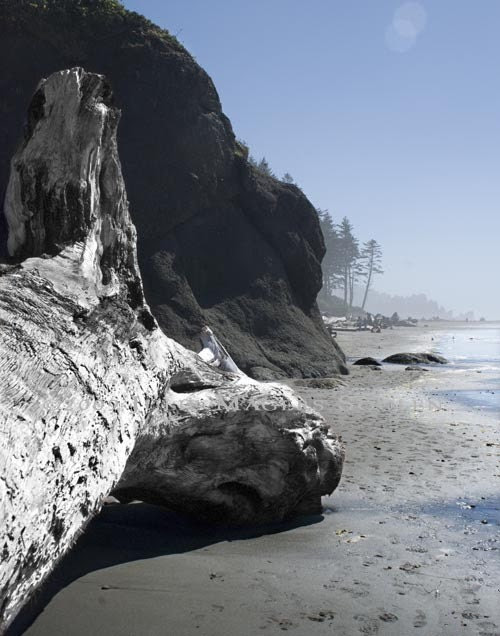 The surf beaten giant log was aged to a gray patina with the silhouettes of other giant trees still standing in the distance against a blue sky.