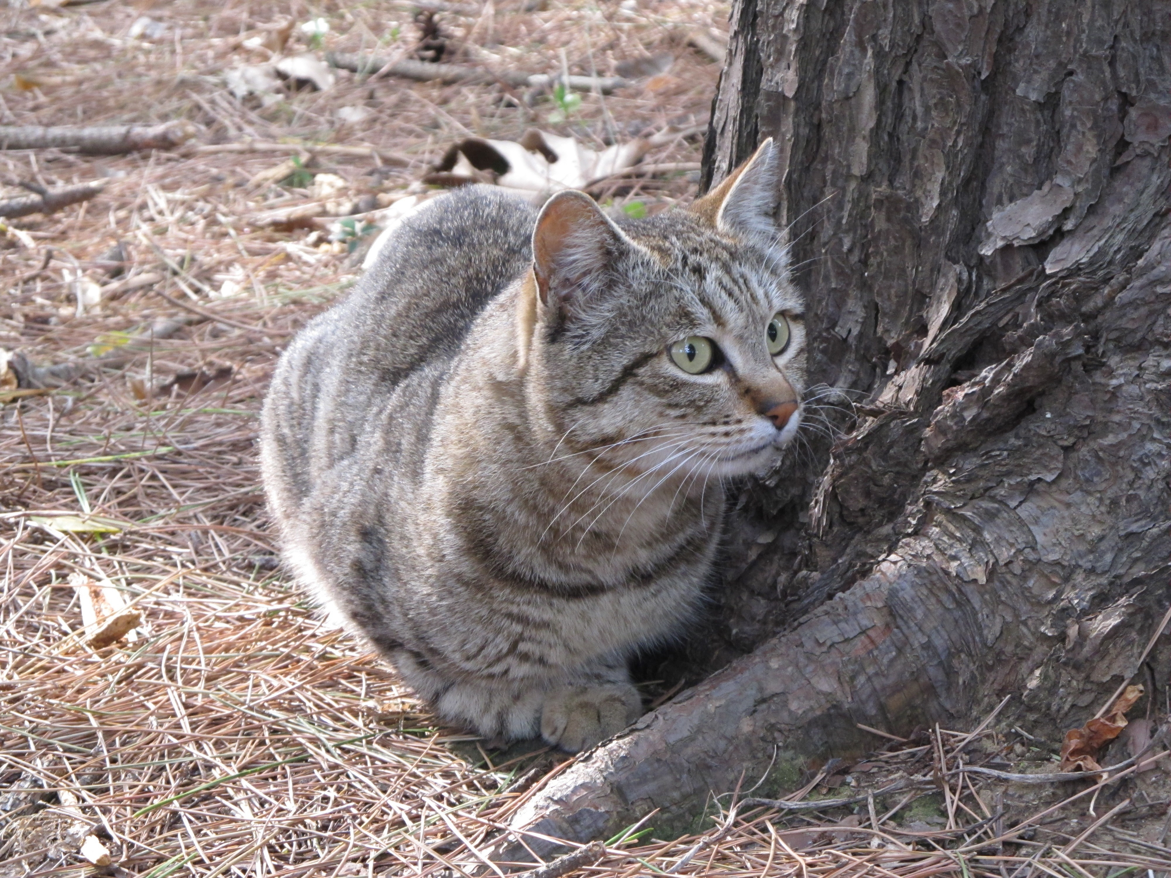 稲毛海浜公園の猫日記