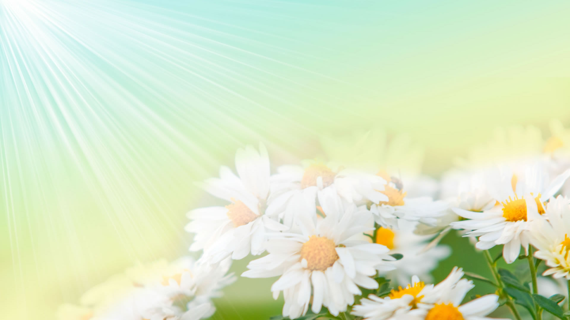flowers wallpapers