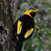 Regent Bowerbird