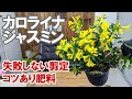 最高のコレクション ハゴロモ ジャスミン 剪定 187373