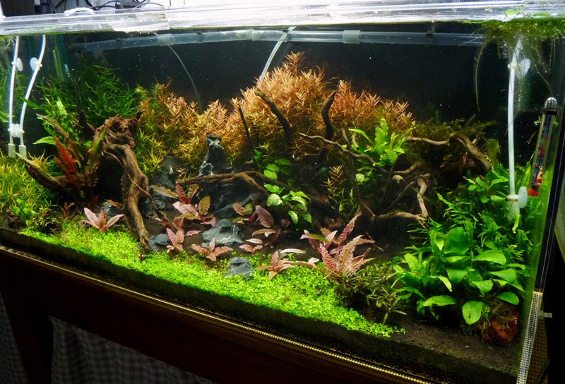 ９０ｃｍ水槽のリセット ヒカリの国のアクア