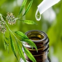 شجرة الشاى وحب الشباب