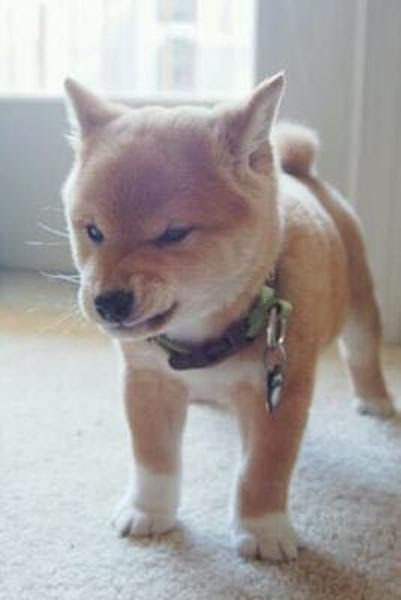 病院に連れてかれると気づきの威嚇 犬へのボケ ボケて Bokete
