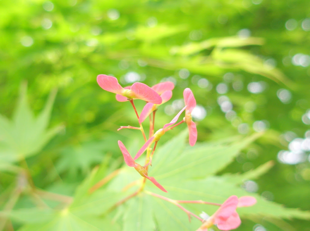イロハモミジ花実葉散歩