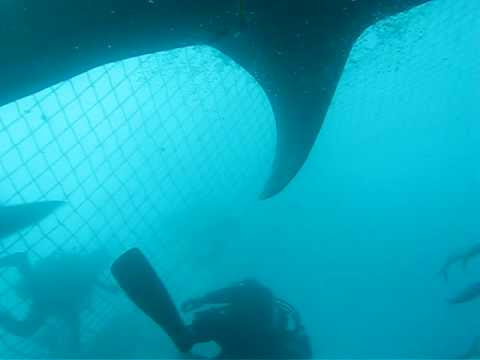 whale shark baby. Gerard Feeding aby Whale Sharks, 6 meter and 4 meter, Okinawa, Japan.