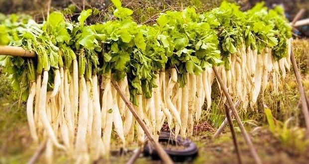 Usos y recetas con daikon