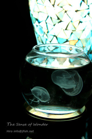クラゲ飼育にいくらかかるの くらげの幻想世界 Mystery Of Jellyfish Photo World