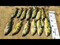 Misi Memburu Peacock Bass di Timah Tasoh,Perlis