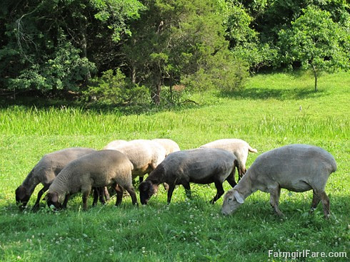 (32-14) After sheep working Sunday we decided to let the flock spend the week in the open area between the house and barn - FarmgirlFare.com