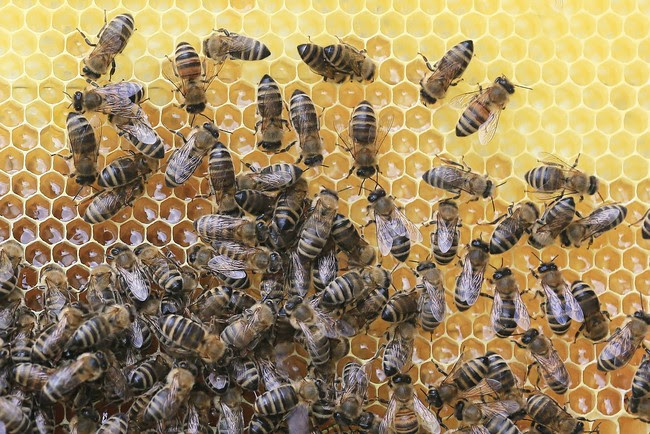 Bees 2438361 1920