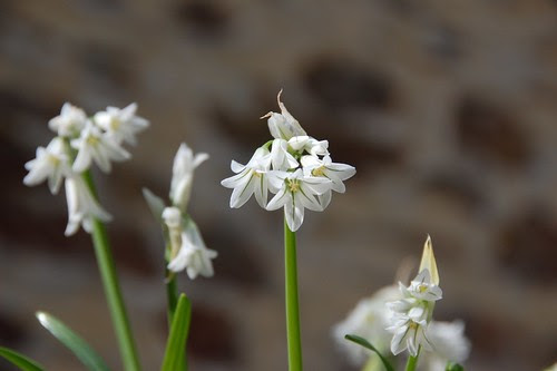 three cornered garlic