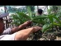 Bóc lan ngọc điểm trồng thuần ra bán