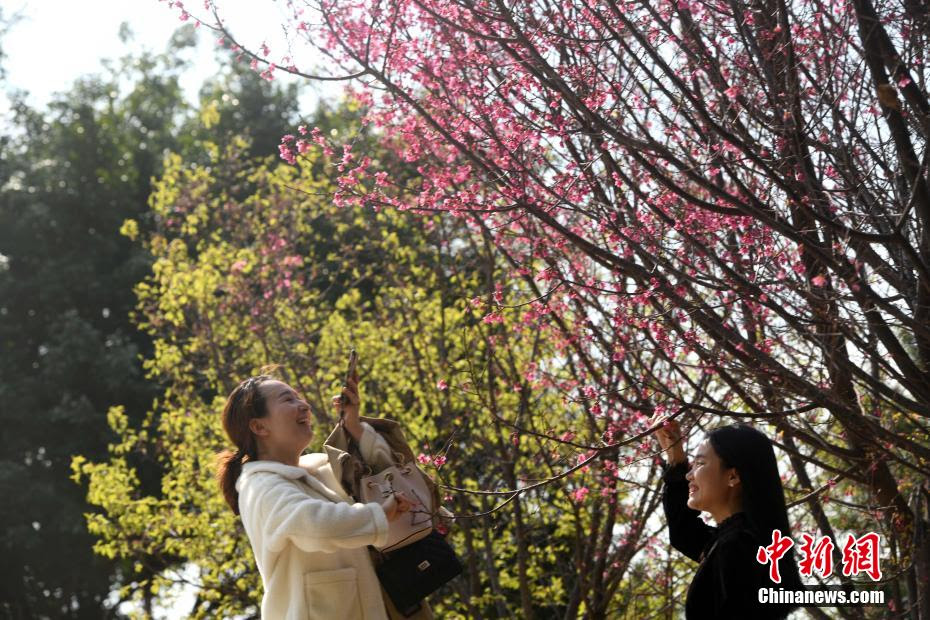南国春来早樱花盛开南宁市民周末赏花忙 中新网