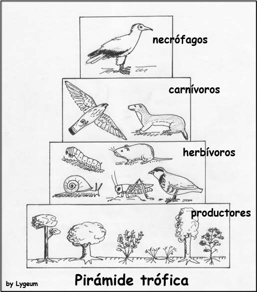 pirámide ecológica